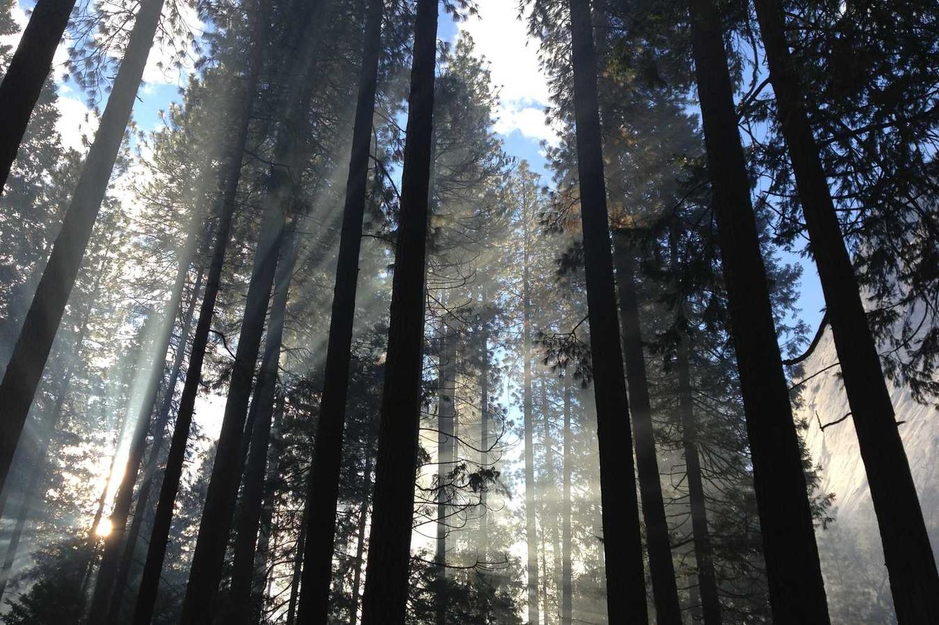 Quia dolores cumque consectetur ut qui